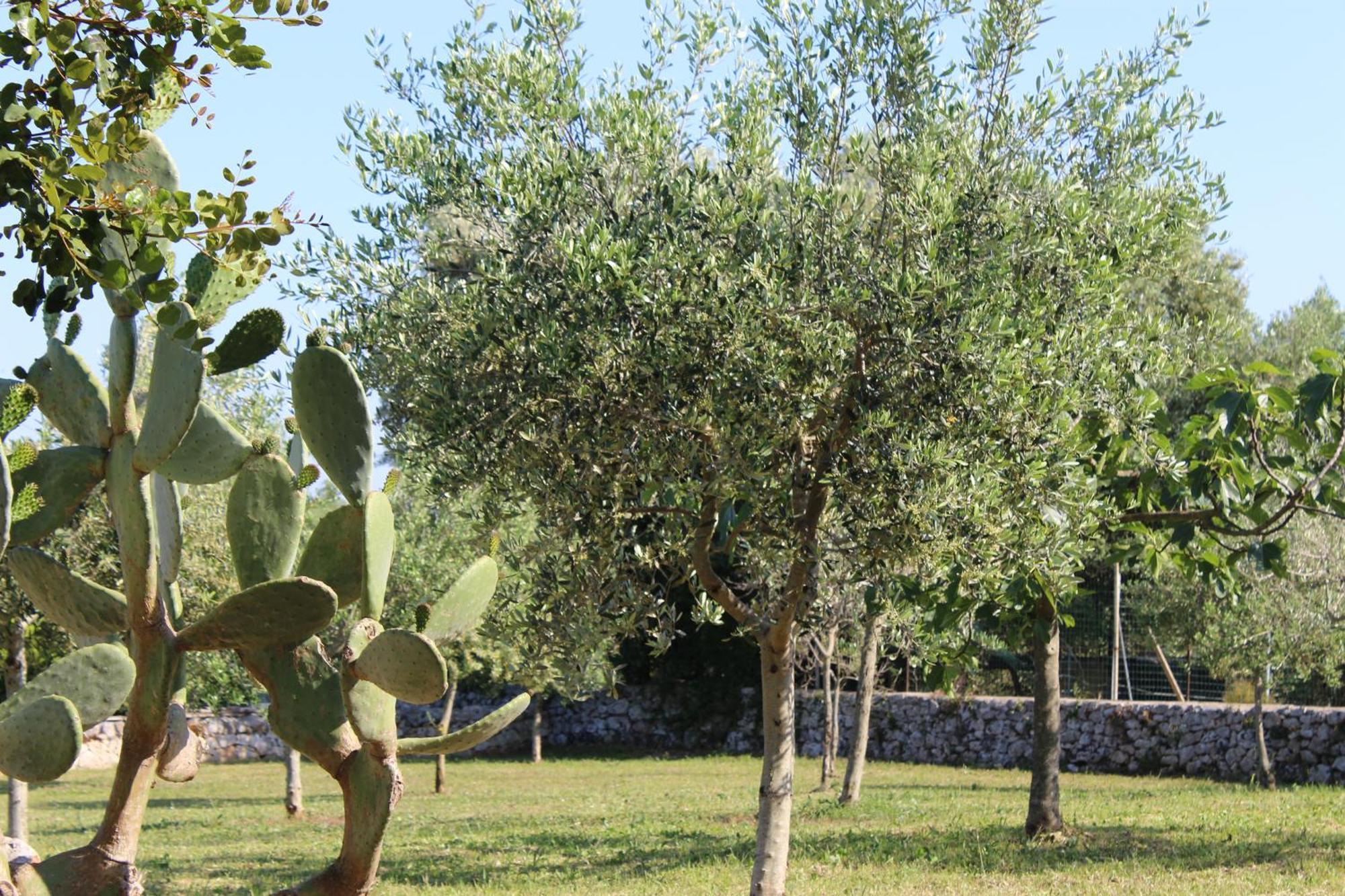 Masseria Tolla Ostuni Eksteriør bilde
